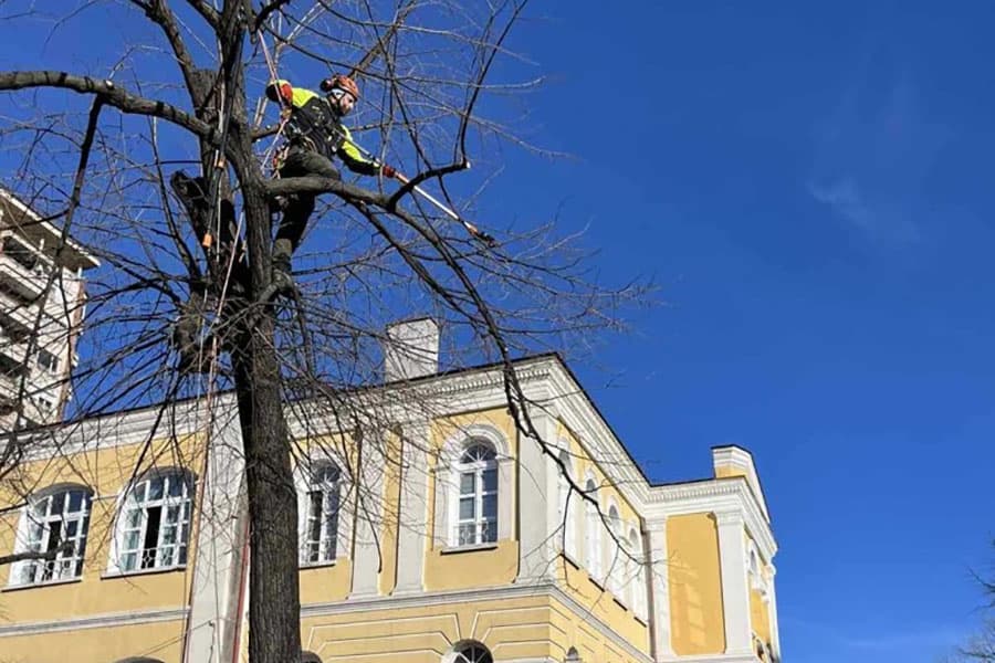Обработват опасни и труднодостъпни дървета в Стара Загора